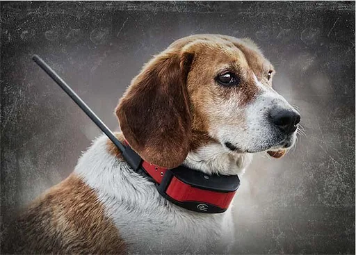 SportDOG TEK Serie 2.0 Add-A-Dog® GPS + E Halsband