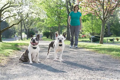 PetSafe 300 Meter Lite Ferntrainer