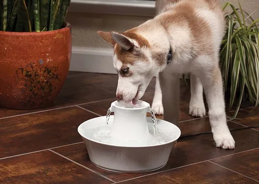 PetSafe Trinkbrunnen Avalon 2 l