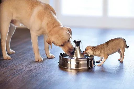 PetSafe Edelstahl-Trinkbrunnen 360