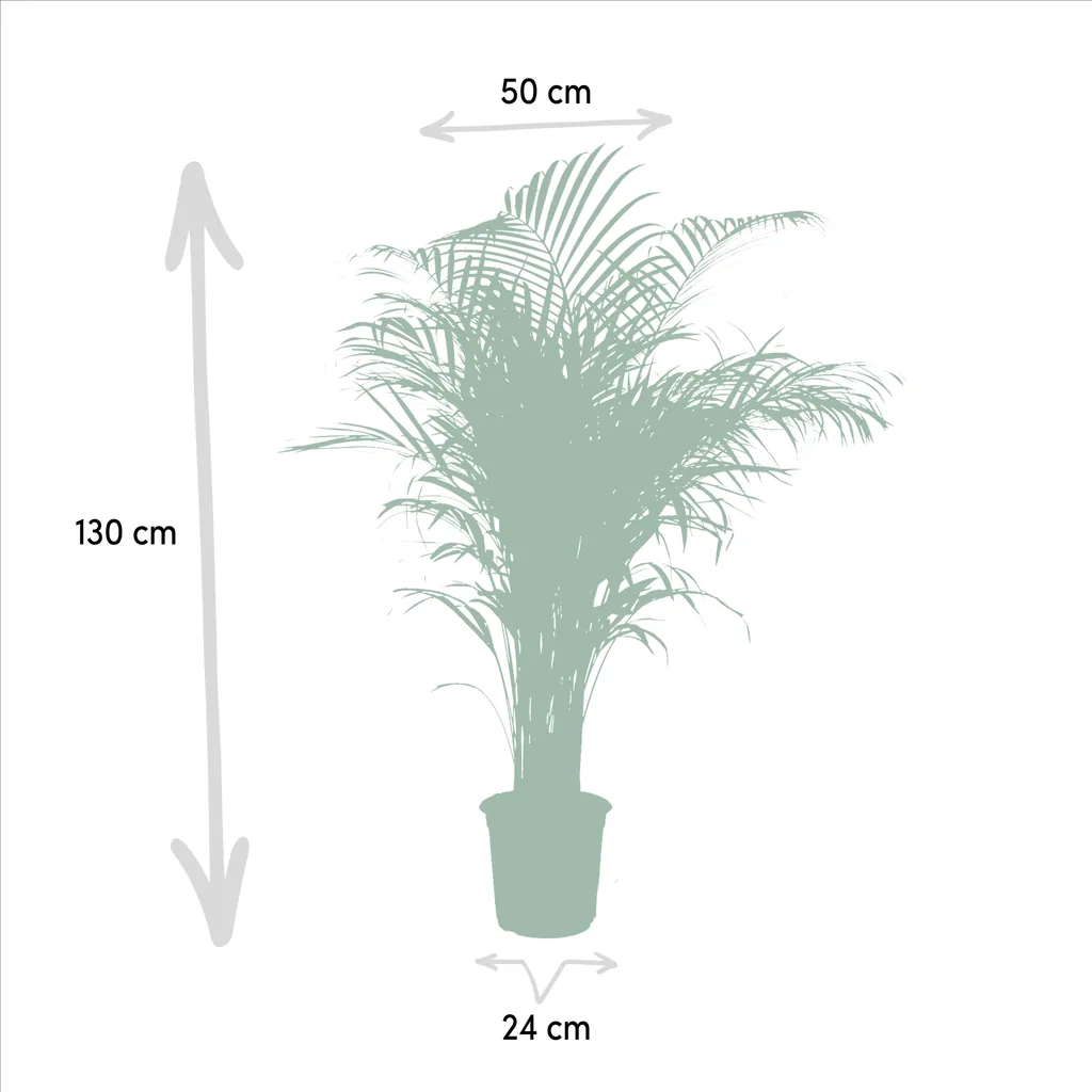 Goldfruchtpalme (Dypsis lutescens) – pflegeleichte Zimmerpflanze, Topf-Ø 21 cm, Höhe ca. 130 cm