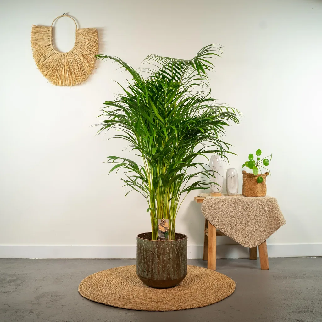 Goldfruchtpalme (Dypsis lutescens) – pflegeleichte Zimmerpflanze, Topf-Ø 21 cm, Höhe ca. 130 cm