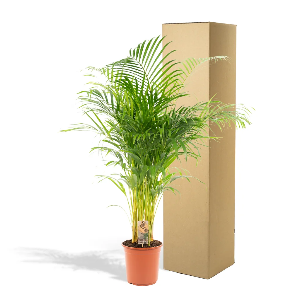 Goldfruchtpalme (Dypsis lutescens) – pflegeleichte Zimmerpflanze, Topf-Ø 21 cm, Höhe ca. 130 cm