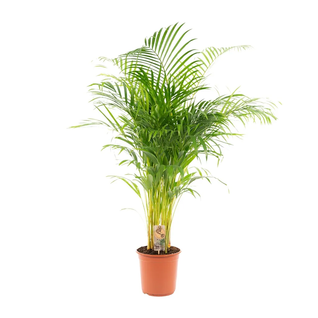 Goldfruchtpalme (Dypsis lutescens) – pflegeleichte Zimmerpflanze, Topf-Ø 21 cm, Höhe ca. 130 cm