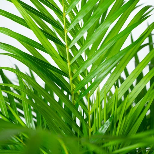Goldfruchtpalme (Dypsis lutescens) – pflegeleichte Zimmerpflanze, im Dekokorb, Topf-Ø 24 cm, Höhe ca. 130 cm