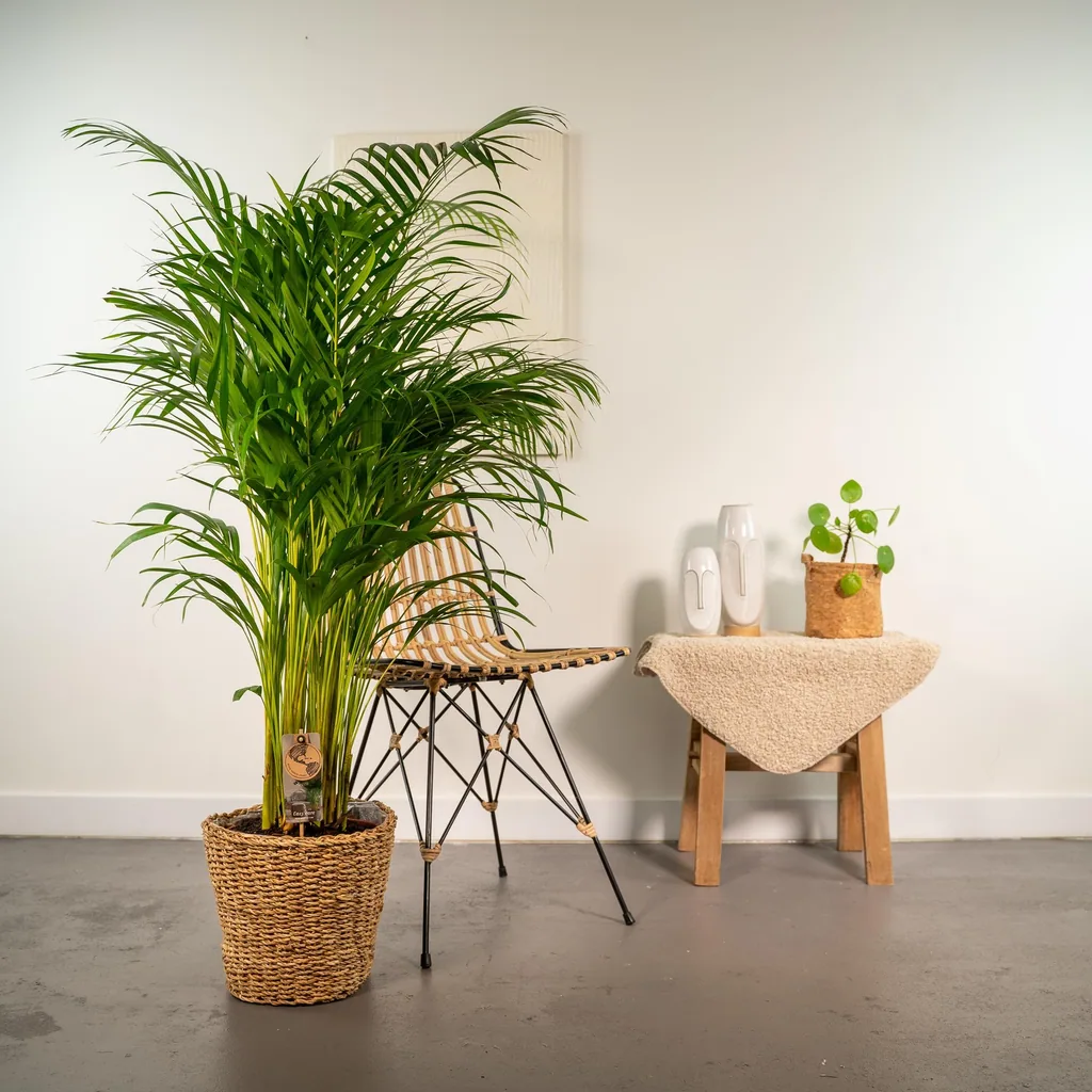 Goldfruchtpalme (Dypsis lutescens) – pflegeleichte Zimmerpflanze, im Dekokorb, Topf-Ø 24 cm, Höhe ca. 130 cm