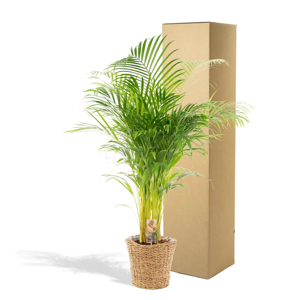 Goldfruchtpalme (Dypsis lutescens) – pflegeleichte Zimmerpflanze, im Dekokorb, Topf-Ø 24 cm, Höhe ca. 130 cm