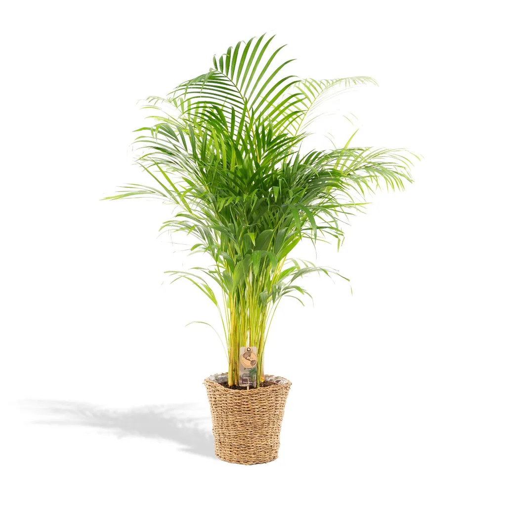Goldfruchtpalme (Dypsis lutescens) – pflegeleichte Zimmerpflanze, im Dekokorb, Topf-Ø 24 cm, Höhe ca. 130 cm