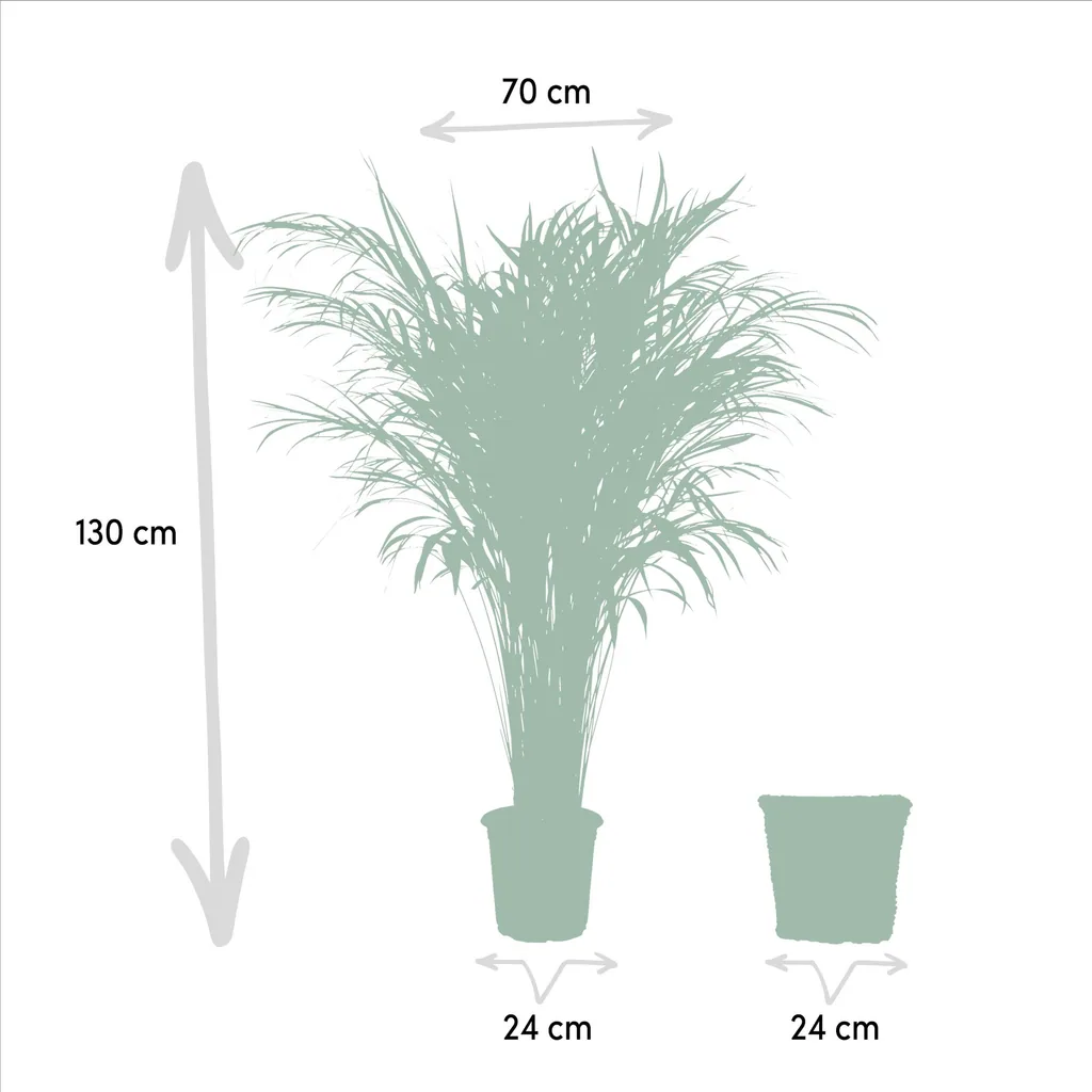 Goldfruchtpalme (Dypsis lutescens) – pflegeleichte Zimmerpflanze, im Dekokorb, Topf-Ø 24 cm, Höhe ca. 130 cm