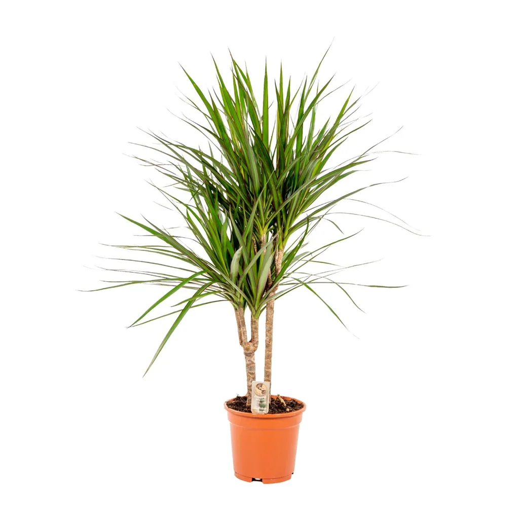 Drachenbaum (Dracaena marginata) – pflegeleichte Zimmerpflanze, Topf-Ø 17 cm, Höhe ca. 90 cm
