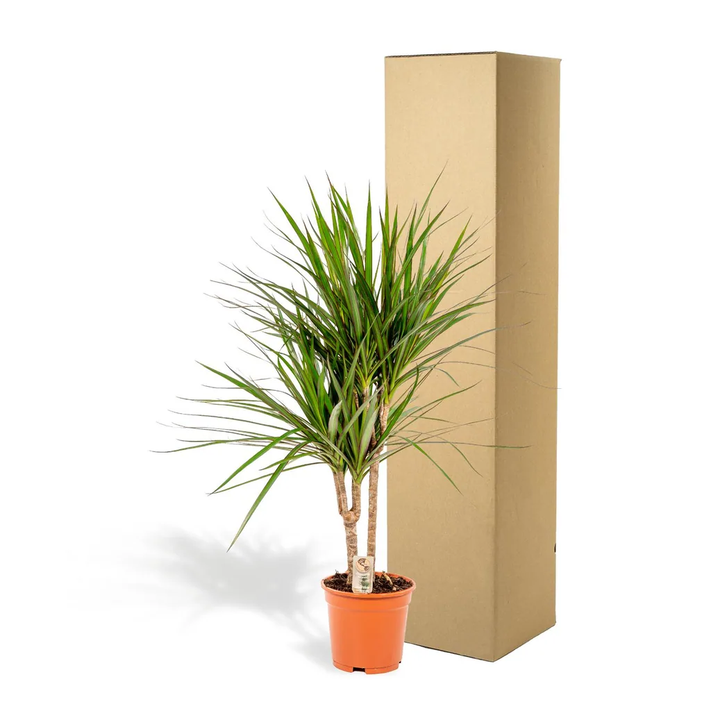 Drachenbaum (Dracaena marginata) – pflegeleichte Zimmerpflanze, Topf-Ø 17 cm, Höhe ca. 90 cm