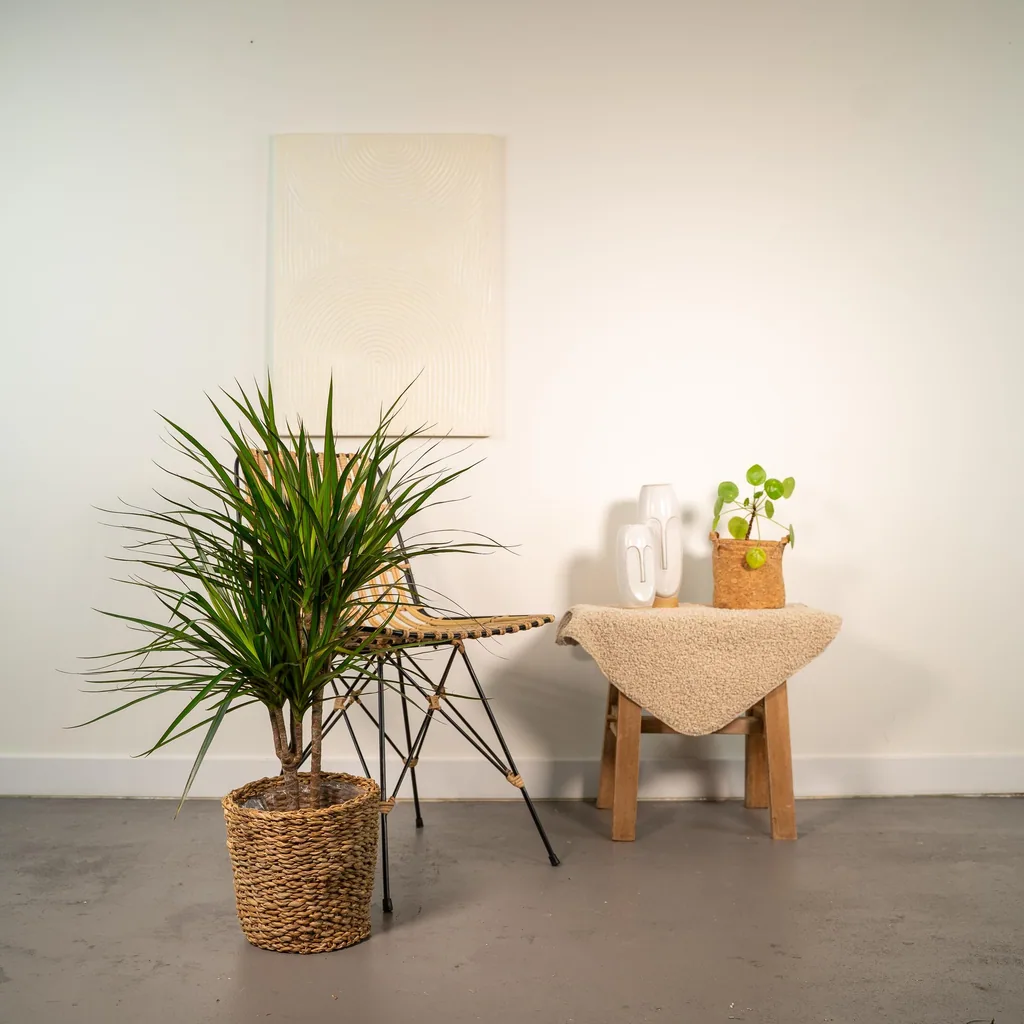 Drachenbaum (Dracaena marginata) – pflegeleichte Zimmerpflanze, Topf-Ø 17 cm, Höhe ca. 90 cm