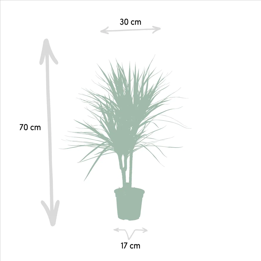 Drachenbaum (Dracaena marginata) – pflegeleichte Zimmerpflanze, Topf-Ø 17 cm, Höhe ca. 90 cm