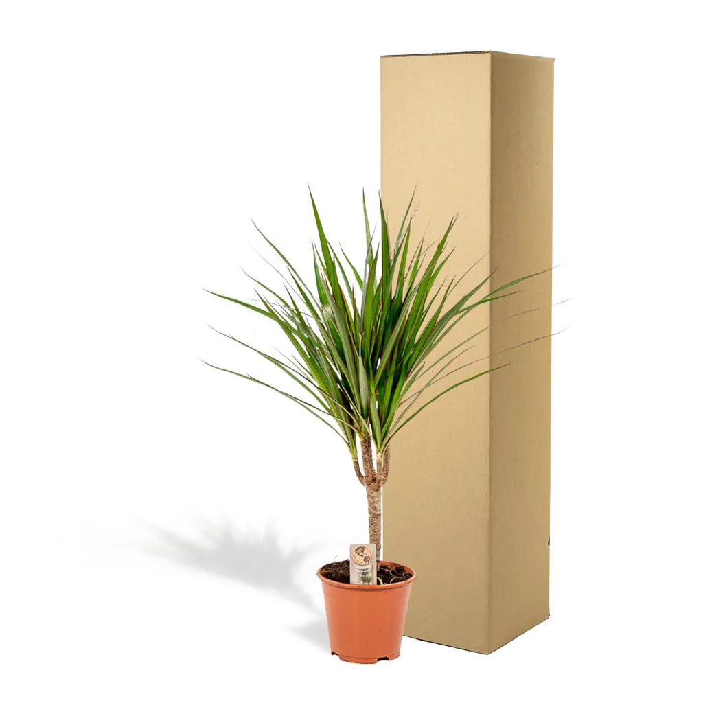 Schmalblättriger Drachenbaum (Dracaena marginata) – pflegeleichte Zimmerpflanze, Topf-Ø 14 cm, Höhe ca. 14 cm