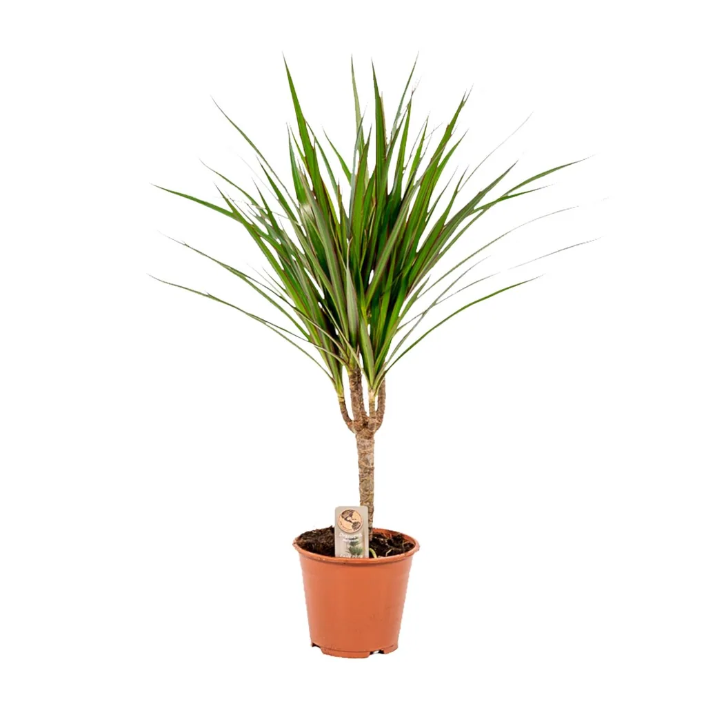 Schmalblättriger Drachenbaum (Dracaena marginata) – pflegeleichte Zimmerpflanze, Topf-Ø 14 cm, Höhe ca. 14 cm