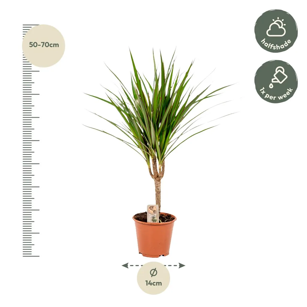 Schmalblättriger Drachenbaum (Dracaena marginata) – pflegeleichte Zimmerpflanze, Topf-Ø 14 cm, Höhe ca. 14 cm