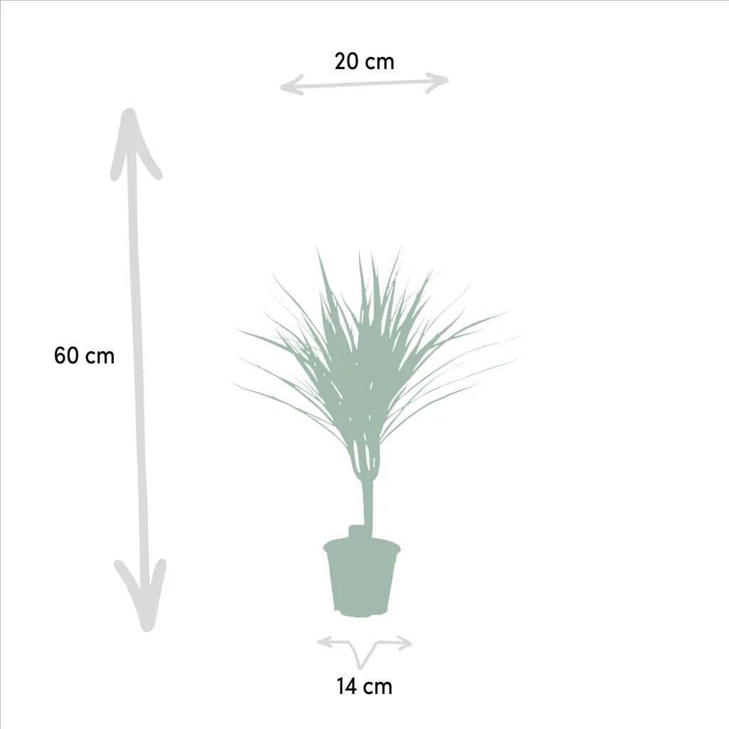 Schmalblättriger Drachenbaum (Dracaena marginata) – pflegeleichte Zimmerpflanze, Topf-Ø 14 cm, Höhe ca. 14 cm