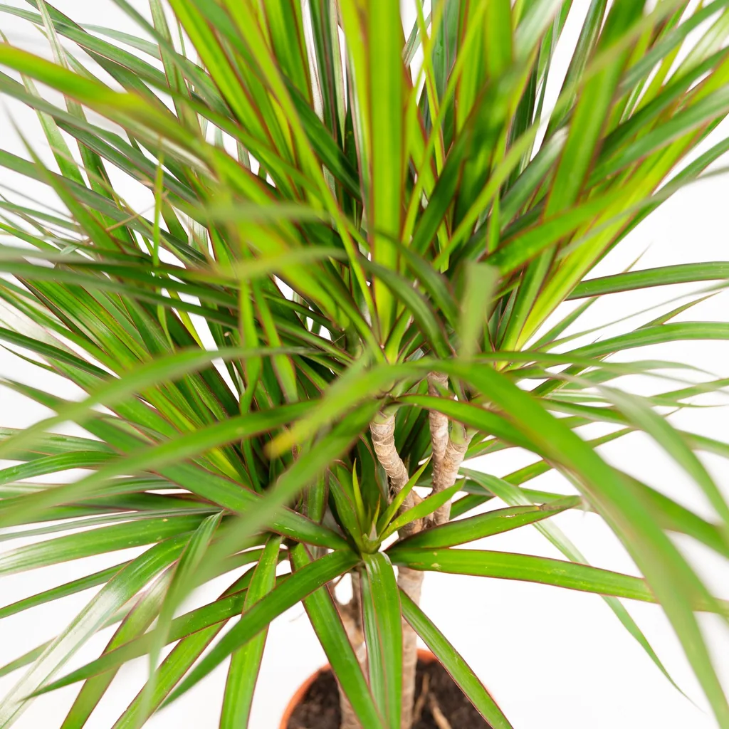 Drachenbaum (Dracaena marginata) – pflegeleichte Zimmerpflanze, Topf-Ø 21 cm, Höhe ca. 110 cm