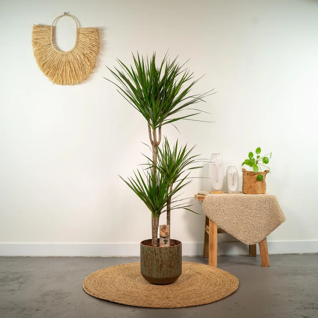 Drachenbaum (Dracaena marginata) – pflegeleichte Zimmerpflanze, Topf-Ø 21 cm, Höhe ca. 110 cm