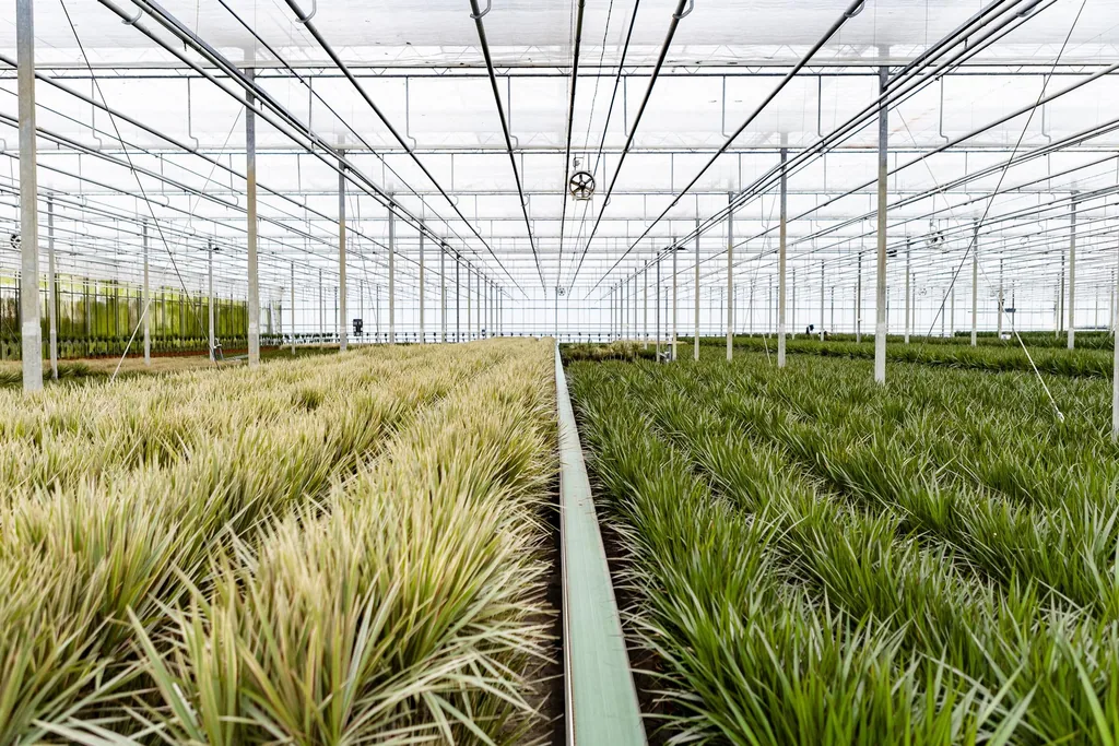 Drachenbaum (Dracaena marginata) – pflegeleichte Zimmerpflanze, Topf-Ø 21 cm, Höhe ca. 110 cm