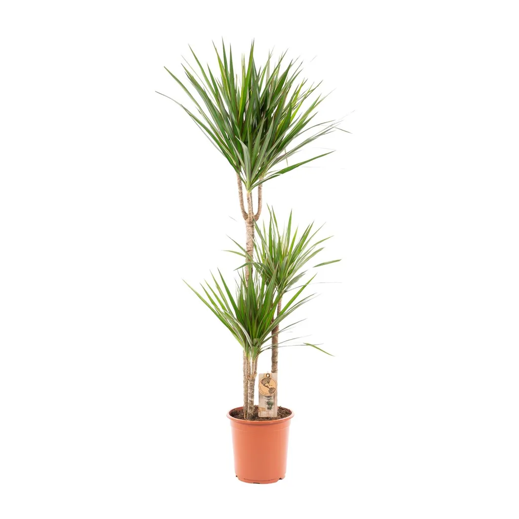 Drachenbaum (Dracaena marginata) – pflegeleichte Zimmerpflanze, Topf-Ø 21 cm, Höhe ca. 110 cm