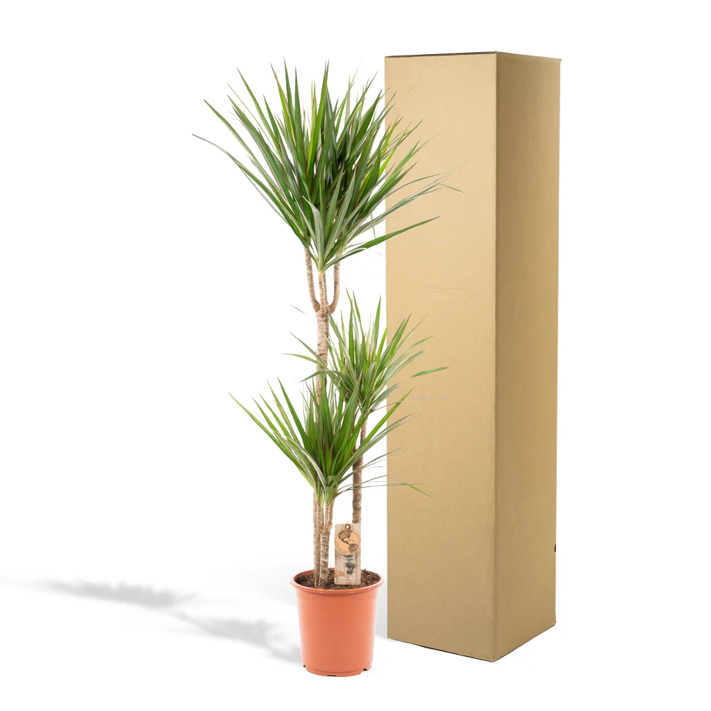 Drachenbaum (Dracaena marginata) – pflegeleichte Zimmerpflanze, Topf-Ø 21 cm, Höhe ca. 110 cm