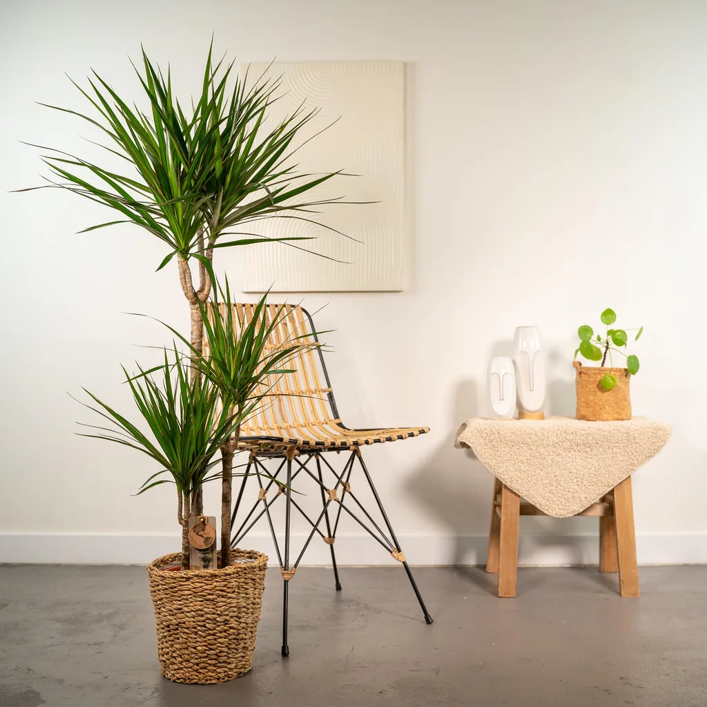 Schmalblättriger Drachenbaum (Dracaena marginata) – pflegeleichte Zimmerpflanze, im Dekokorb, Topf-Ø 21 cm, Höhe ca. 120 cm