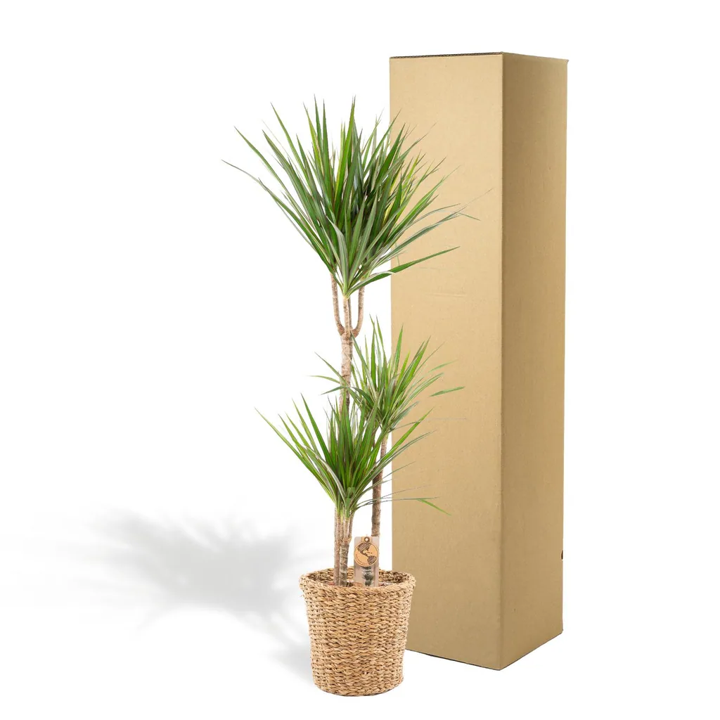 Schmalblättriger Drachenbaum (Dracaena marginata) – pflegeleichte Zimmerpflanze, im Dekokorb, Topf-Ø 21 cm, Höhe ca. 120 cm