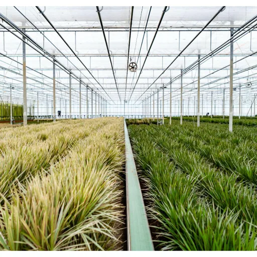 Schmalblättriger Drachenbaum (Dracaena marginata) – pflegeleichte Zimmerpflanze, im Dekokorb, Topf-Ø 21 cm, Höhe ca. 120 cm