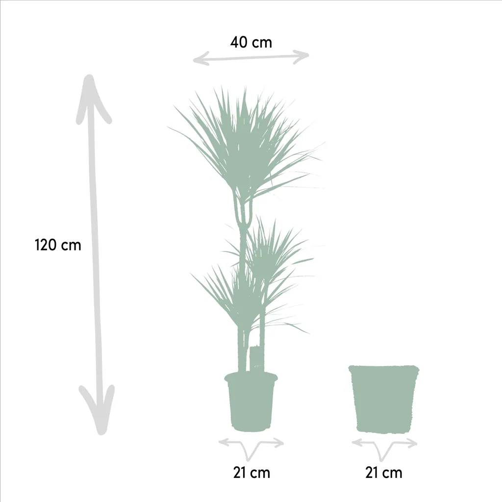 Schmalblättriger Drachenbaum (Dracaena marginata) – pflegeleichte Zimmerpflanze, im Dekokorb, Topf-Ø 21 cm, Höhe ca. 120 cm