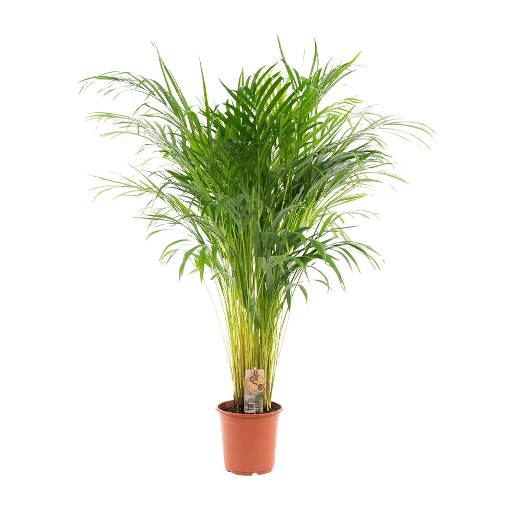 Goldfruchtpalme (Dypsis lutescens) – pflegeleichte Zimmerpflanze, Topf-Ø 21 cm, Höhe ca. 100 cm