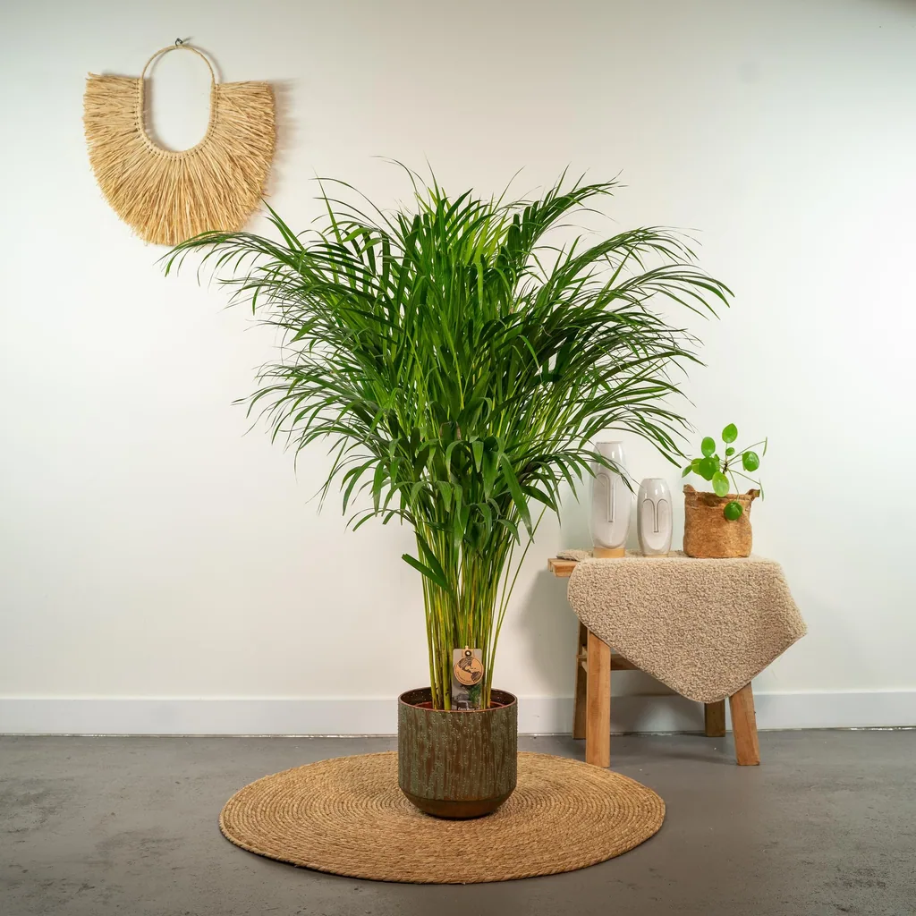 Goldfruchtpalme (Dypsis lutescens) – pflegeleichte Zimmerpflanze, Topf-Ø 21 cm, Höhe ca. 100 cm