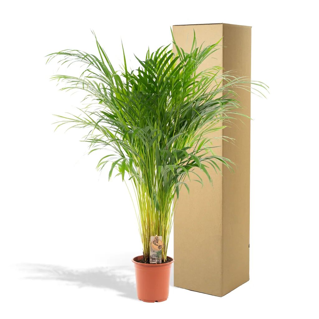 Goldfruchtpalme (Dypsis lutescens) – pflegeleichte Zimmerpflanze, Topf-Ø 21 cm, Höhe ca. 100 cm