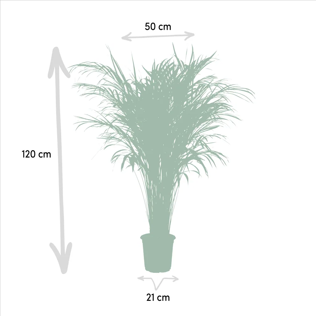 Goldfruchtpalme (Dypsis lutescens) – pflegeleichte Zimmerpflanze, Topf-Ø 21 cm, Höhe ca. 100 cm