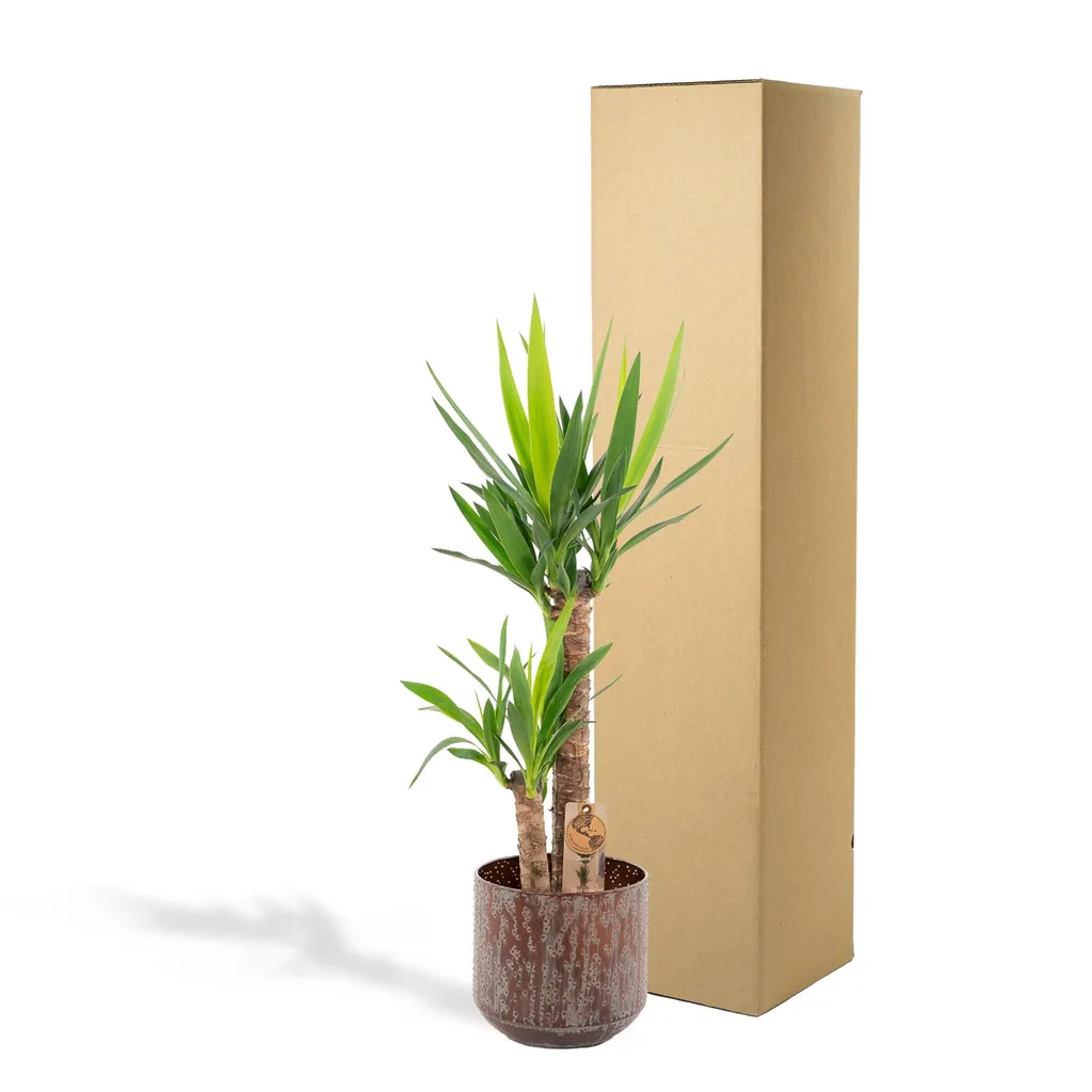 Riesen-Palmlilie (Yucca elephantipes) – pflegeleichte Zimmerpflanze, im Topf, Topf-Ø 21 cm, Höhe ca. 100 cm
