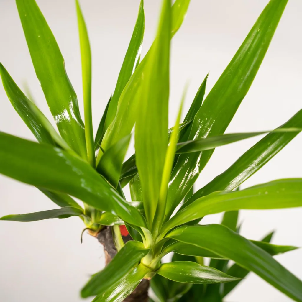 Riesen-Palmlilie (Yucca elephantipes) – pflegeleichte Zimmerpflanze, im Topf, Topf-Ø 21 cm, Höhe ca. 100 cm