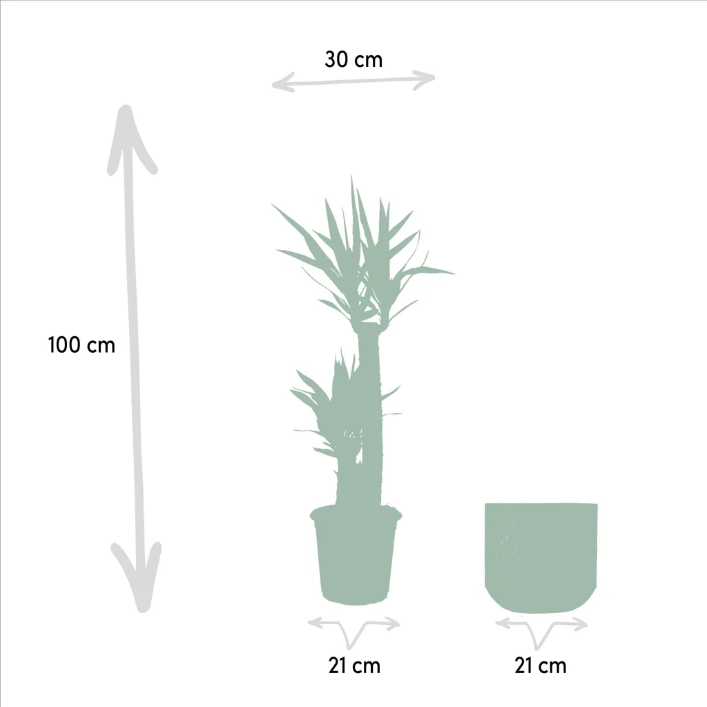 Riesen-Palmlilie (Yucca elephantipes) – pflegeleichte Zimmerpflanze, im Topf, Topf-Ø 21 cm, Höhe ca. 100 cm