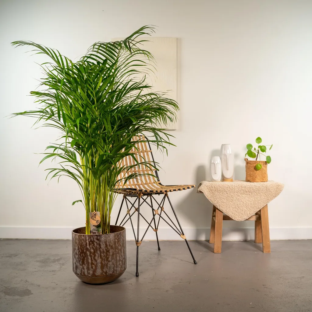 Goldfruchtpalme (Dypsis lutescens) – pflegeleichte Zimmerpflanze, im Topf, Topf-Ø 24 cm, Höhe ca. 130 cm