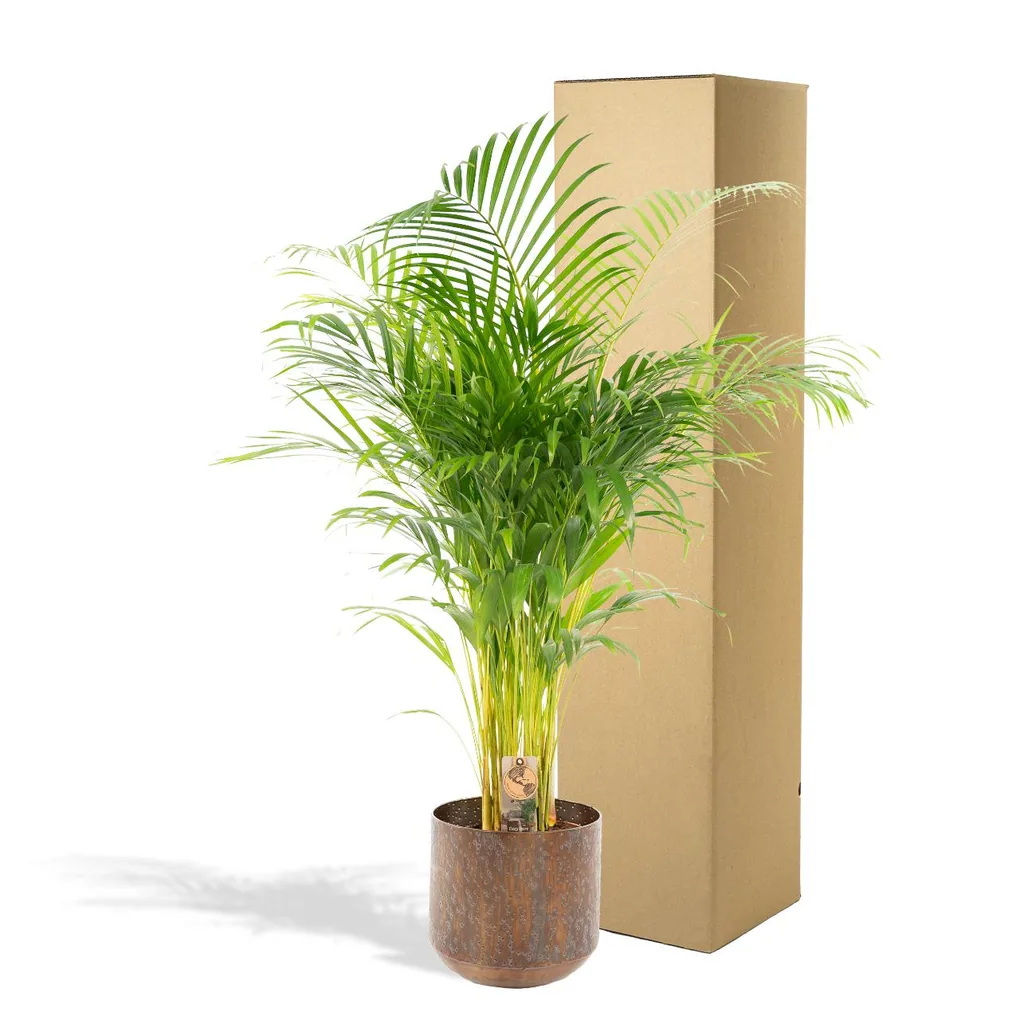 Goldfruchtpalme (Dypsis lutescens) – pflegeleichte Zimmerpflanze, im Topf, Topf-Ø 24 cm, Höhe ca. 130 cm