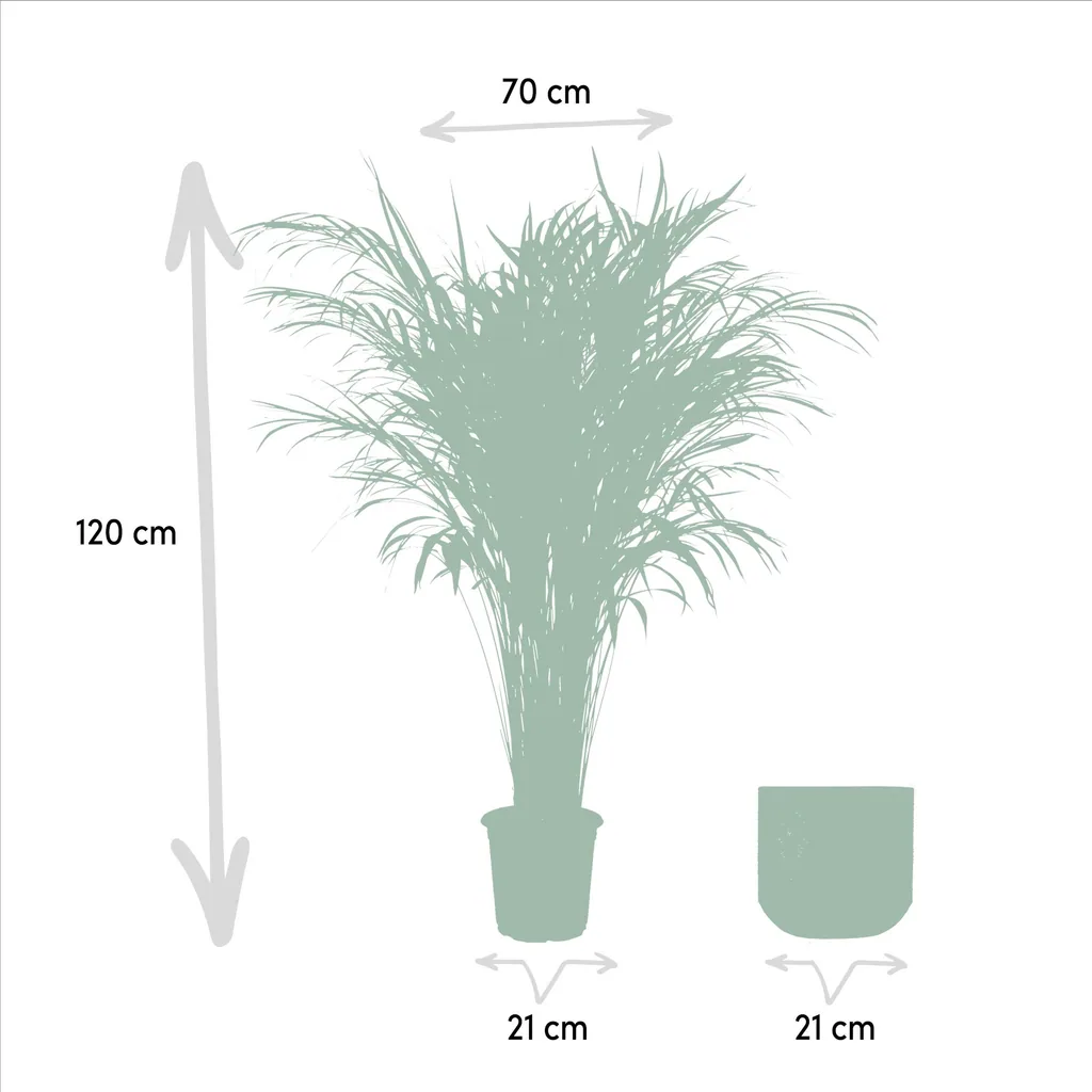 Goldfruchtpalme (Dypsis lutescens) – pflegeleichte Zimmerpflanze, im Topf, Topf-Ø 21 cm, Höhe ca. 110 cm