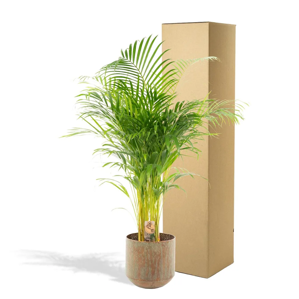 Goldfruchtpalme (Dypsis lutescens) – pflegeleichte Zimmerpflanze, im Topf, Topf-Ø 21 cm, Höhe ca. 110 cm