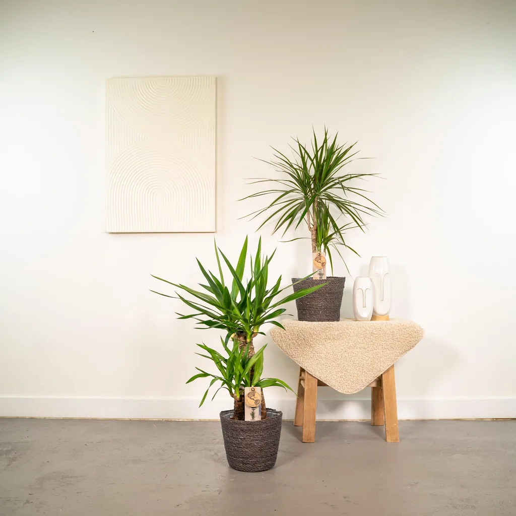 Dracaena Höhe ca. 70 cm - Topf-Ø 17 cm + Yucca Höhe ca. 90 cm - Topf-Ø 17 cm