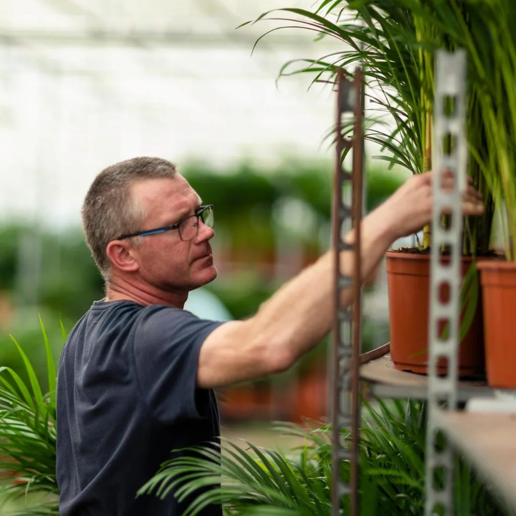 Dracaena Höhe ca. 70 cm - Topf-Ø 17 cm + Yucca Höhe ca. 90 cm - Topf-Ø 17 cm