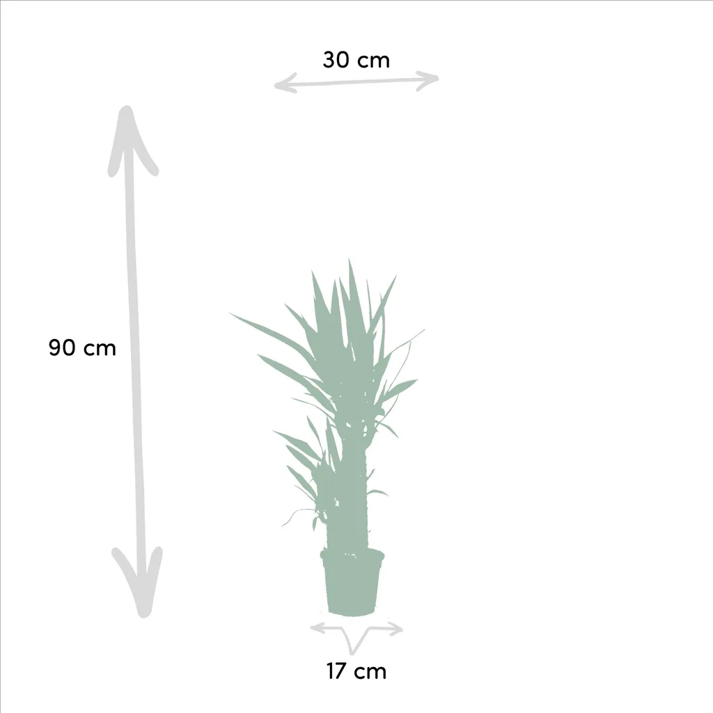 Dracaena Höhe ca. 70 cm - Topf-Ø 17 cm + Yucca Höhe ca. 90 cm - Topf-Ø 17 cm