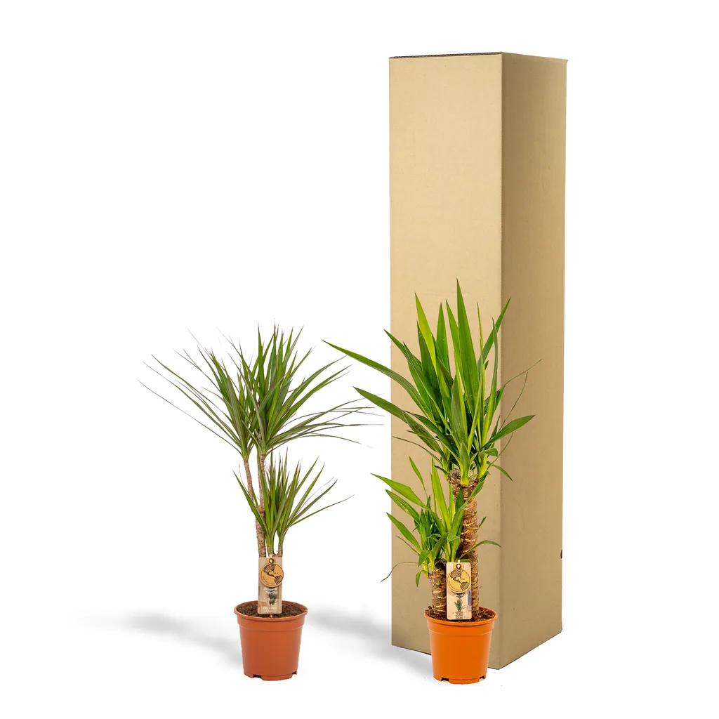 Dracaena Höhe ca. 70 cm - Topf-Ø 17 cm + Yucca Höhe ca. 90 cm - Topf-Ø 17 cm