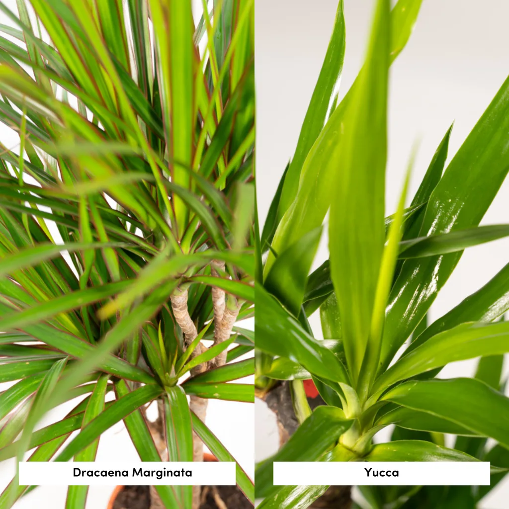 Dracaena Höhe ca. 70 cm - Topf-Ø 17 cm + Yucca Höhe ca. 90 cm - Topf-Ø 17 cm