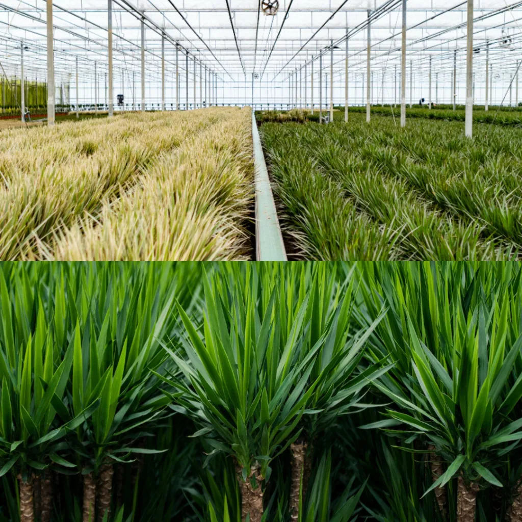 Dracaena Höhe ca. 70 cm - Topf-Ø 17 cm + Yucca Höhe ca. 90 cm - Topf-Ø 17 cm