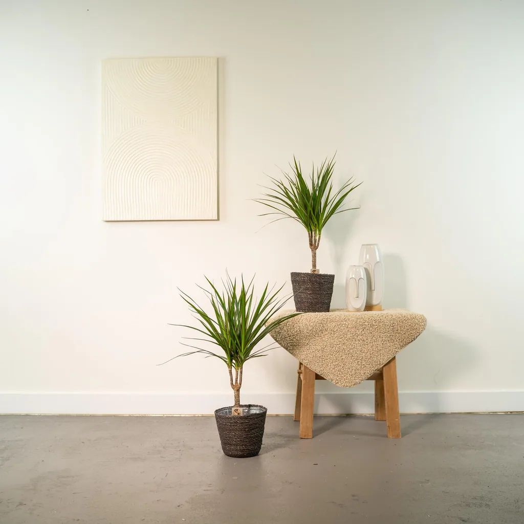 Schmalblättriger Drachenbaum 2er-Set (Dracaena marginata) – pflegeleichte Zimmerpflanze, Topf-Ø 14 cm, Höhe ca. 60 cm