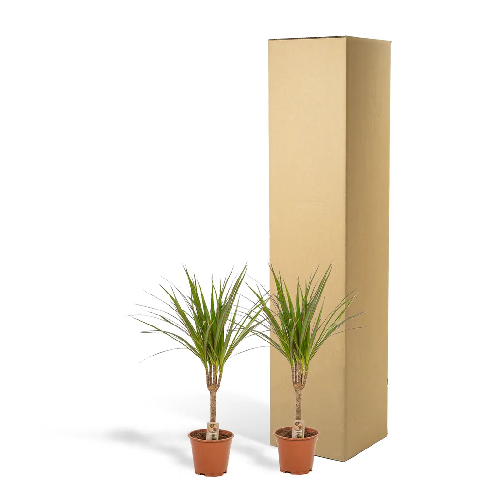 Schmalblättriger Drachenbaum 2er-Set (Dracaena marginata) – pflegeleichte Zimmerpflanze, Topf-Ø 14 cm, Höhe ca. 60 cm