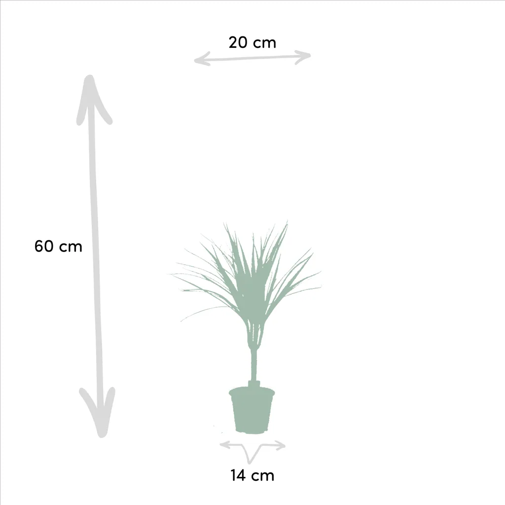 Schmalblättriger Drachenbaum 2er-Set (Dracaena marginata) – pflegeleichte Zimmerpflanze, Topf-Ø 14 cm, Höhe ca. 60 cm